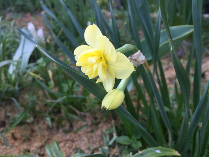 수선화 - daffodil, Narcissus tazetta var. chinensis