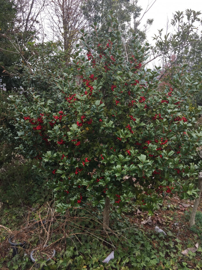 호랑가시나무 - Ilex cornuta Lindl. & Paxton