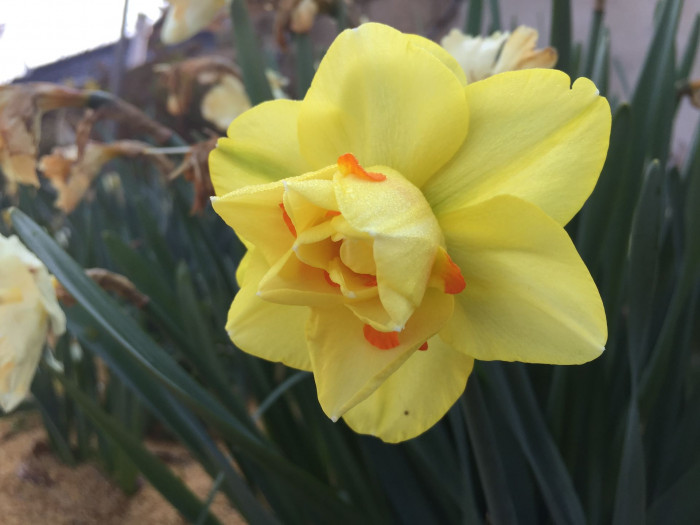 수선화 - daffodil, Narcissus tazetta var. chinensis