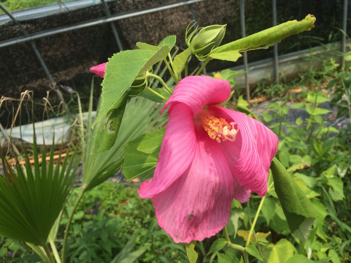 부용 - Hibiscus mutabilis