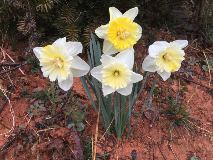 수선화 - daffodil, Narcissus tazetta var. chinensis