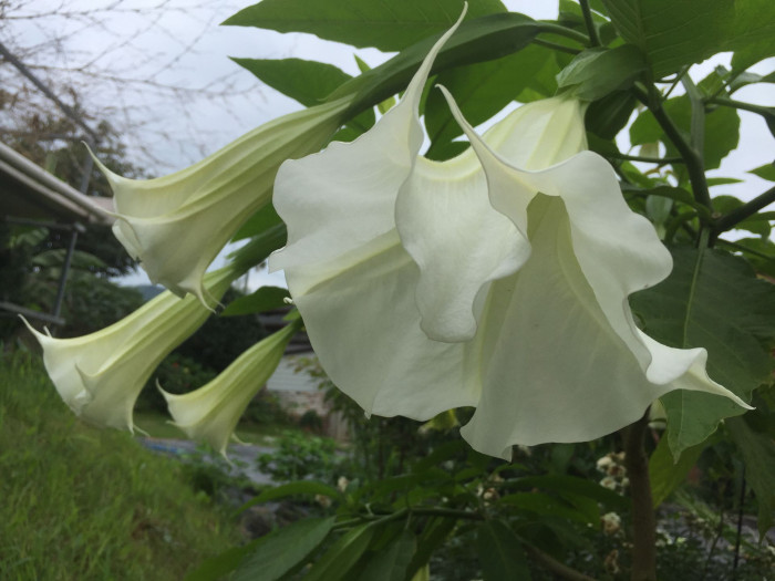 엔젤트롬펫 - Angels Trumpet, Growing Brugmansia