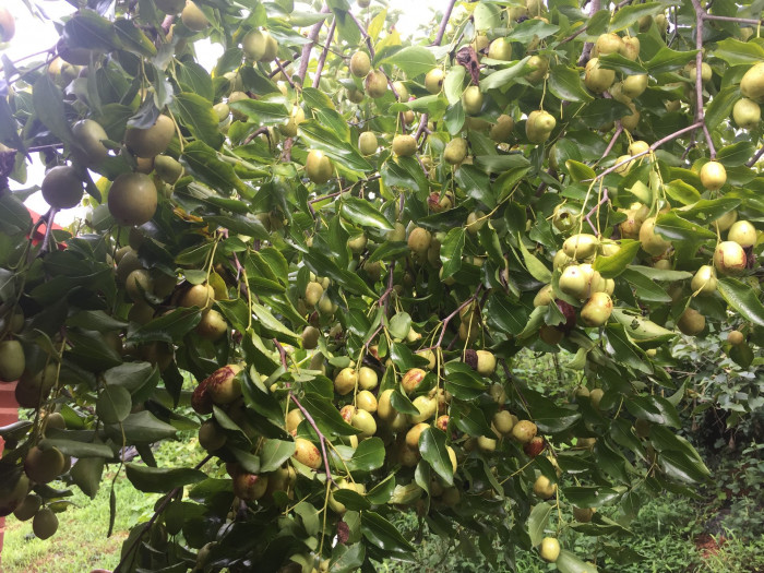 대추나무 - Jujubier, Zizyphus jujuba var. inermis (Bunge) Rehder