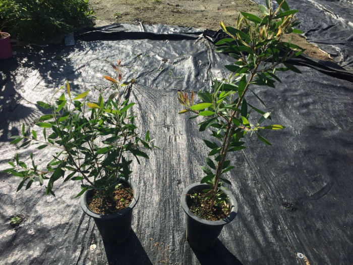 병솔나무 - Bottlebrush, Callistemon lanceolatus