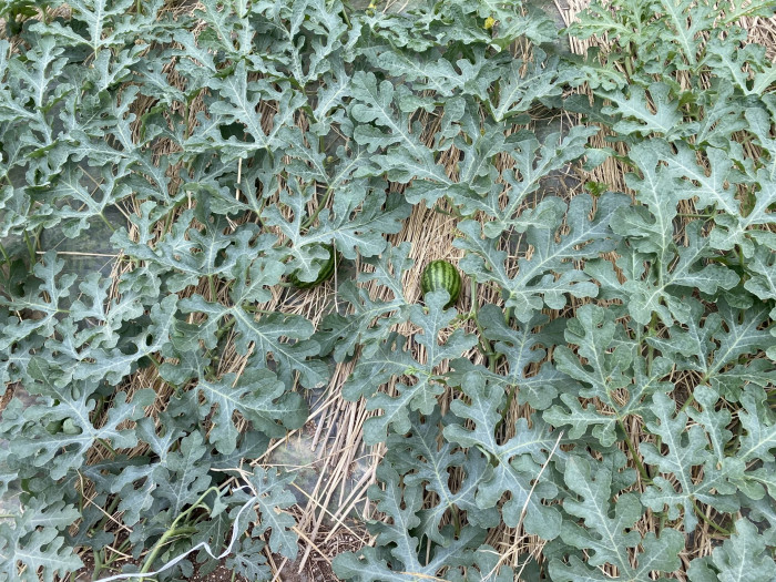 수박 - water emlon, Citrullus vulgaris Schrad.