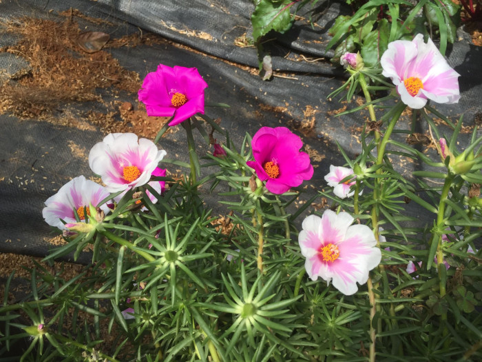 포테리카 - umbraticola, Portulaca umbraticola
