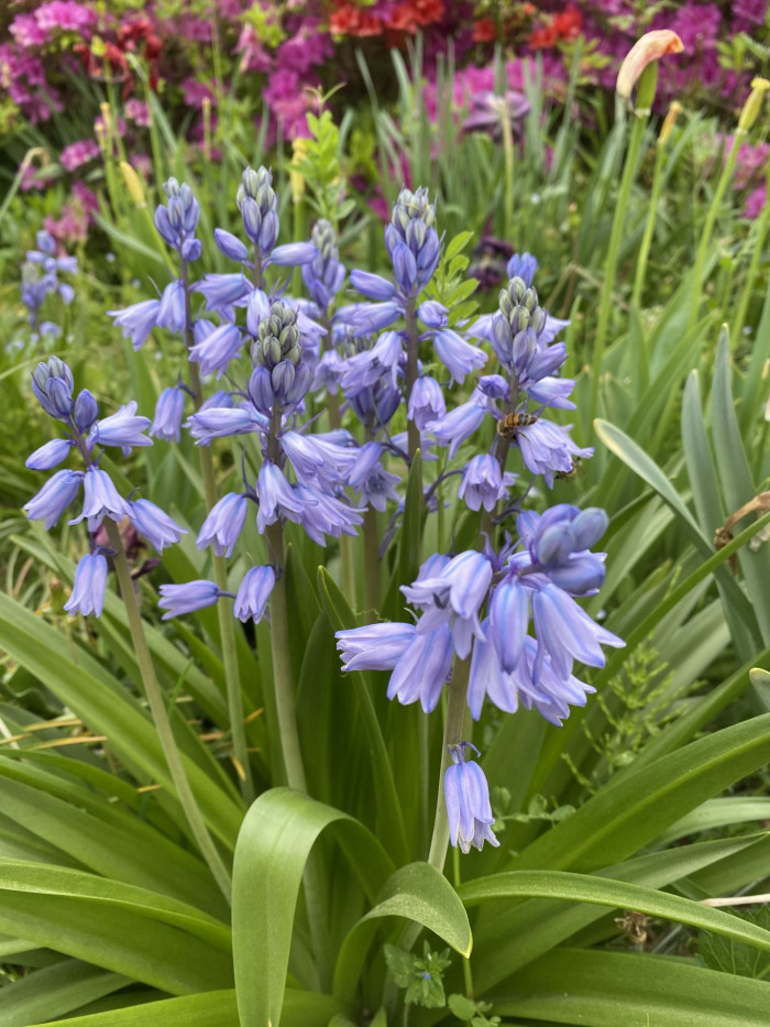 쉴라 - Scilla, Scilla spp.