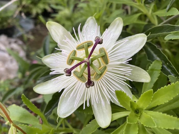 시계초 - passion flower, Passiflora caerulea