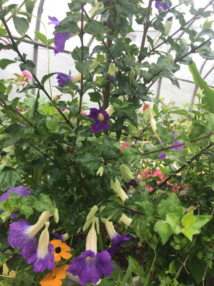 툰베르기아 - Kings mantle, Thunbergia erecta