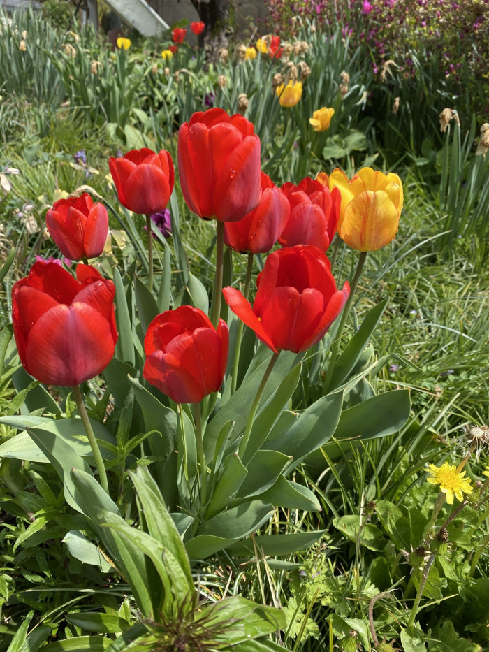 튤립 - Tulip, Tulipa gesneriana