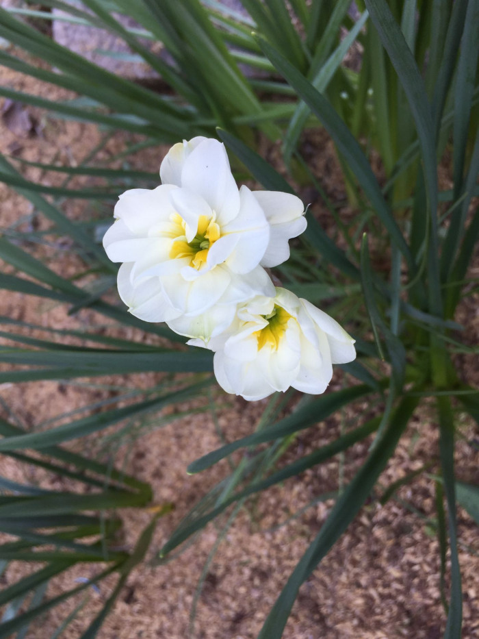 수선화 - daffodil, Narcissus tazetta var. chinensis