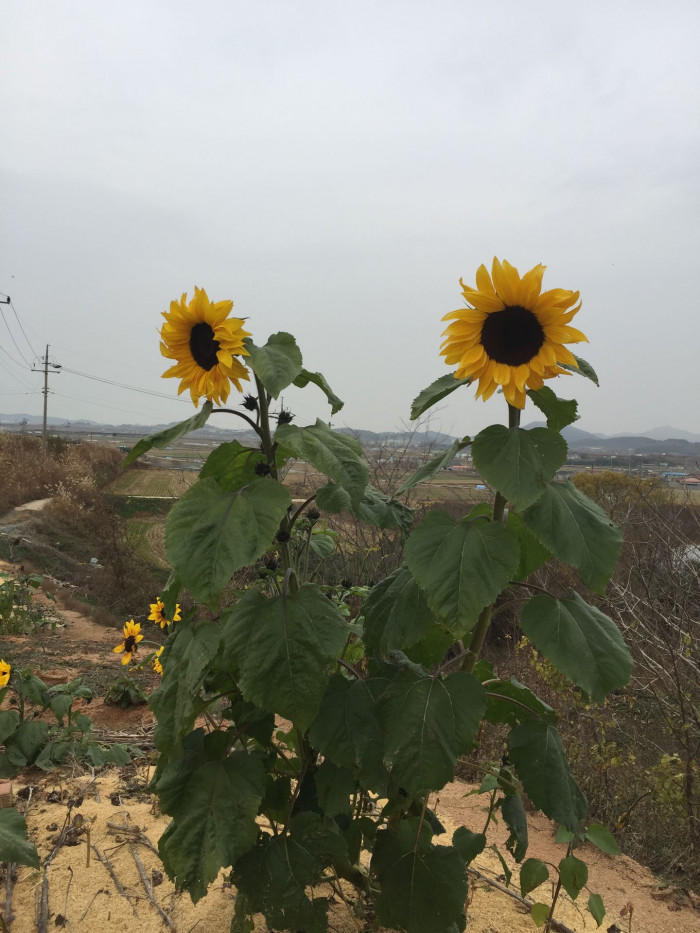 해바라기 - Sunflower, Helianthus annuus