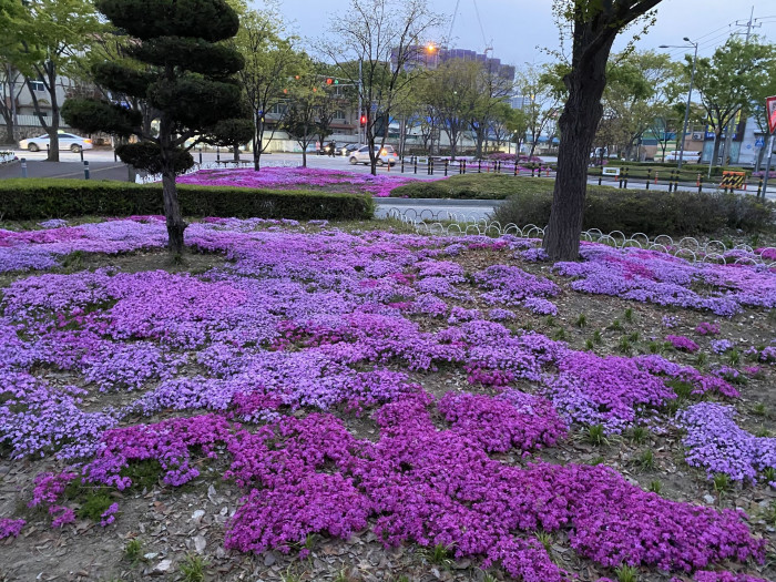 지면패랭이꽃 - Phlox subulata L.