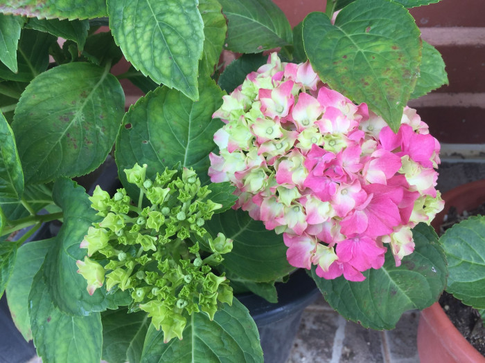 수국 - Hydrangea, Hydrangea macrophylla (Thunb.) Ser. for. otaksa (Siebold & Zucc.) E. H. Wilson