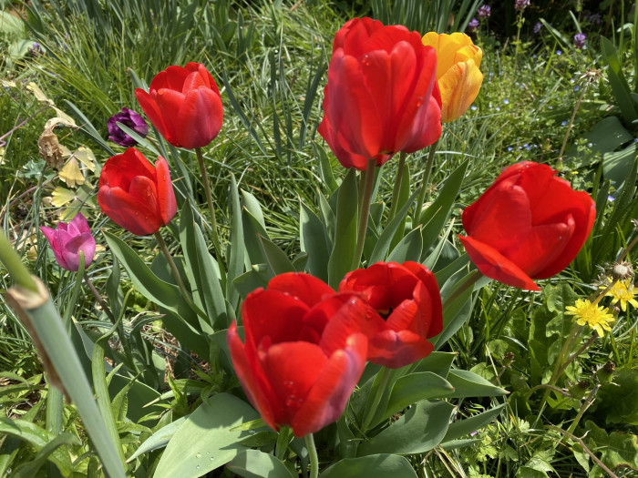 튤립 - Tulip, Tulipa gesneriana