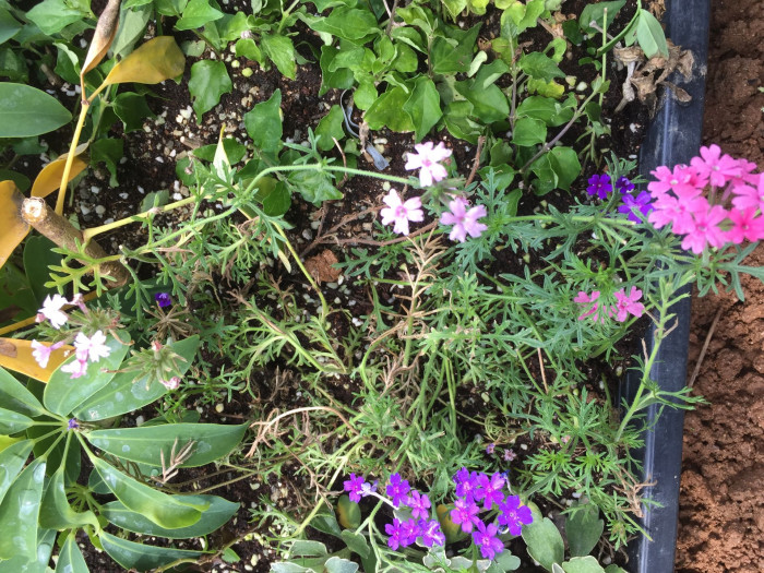 버베나 - Verbena, Garden verbena, Verbena hybrida