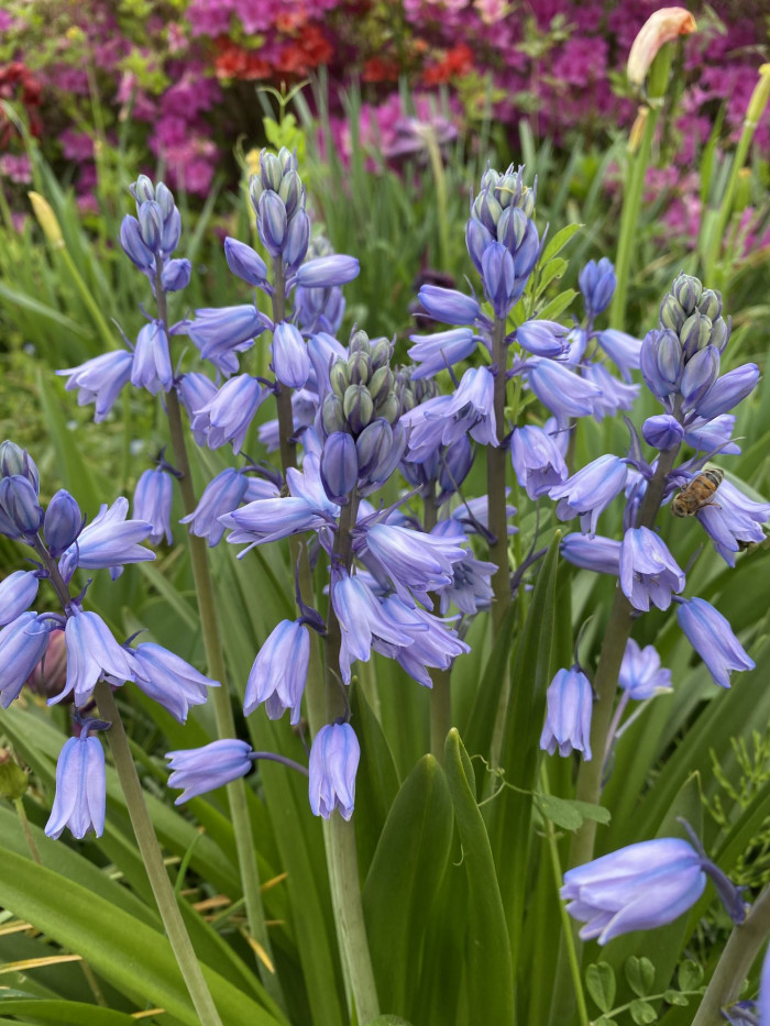 쉴라 - Scilla, Scilla spp.