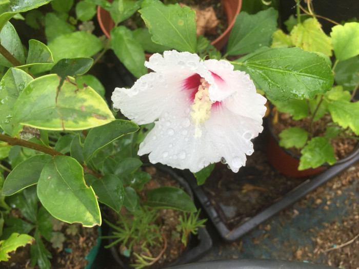 무궁화 - Rose of Sharon, Hibiscus syriacus L.