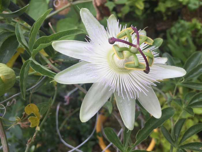 시계초 - passion flower, Passiflora caerulea