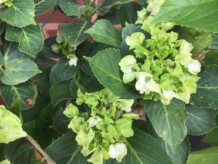 수국 - Hydrangea, Hydrangea macrophylla (Thunb.) Ser. for. otaksa (Siebold & Zucc.) E. H. Wilson