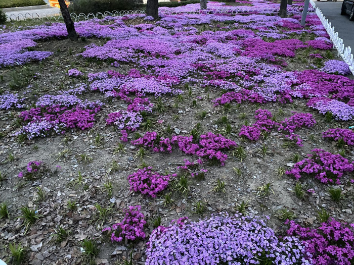 지면패랭이꽃 - Phlox subulata L.