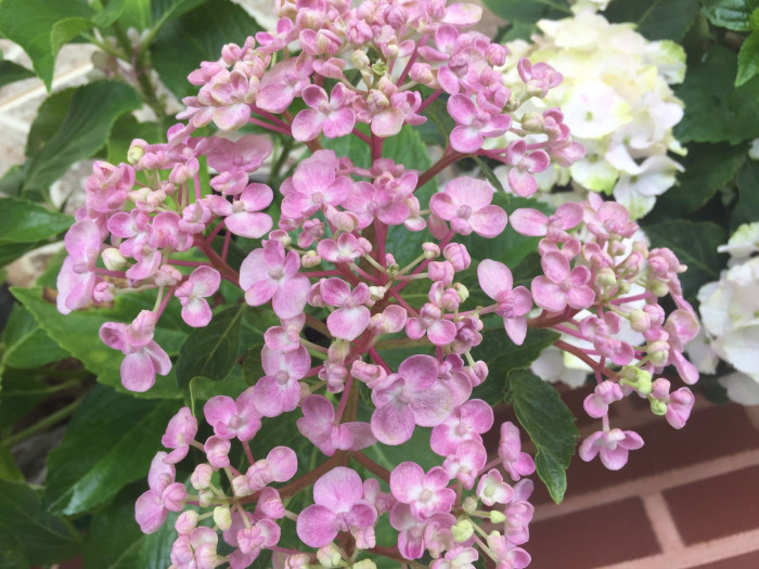 수국 - Hydrangea, Hydrangea macrophylla (Thunb.) Ser. for. otaksa (Siebold & Zucc.) E. H. Wilson
