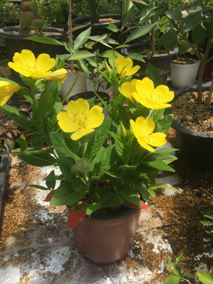 황금낮달맞이 - Miscible, Oenothera fruticosa