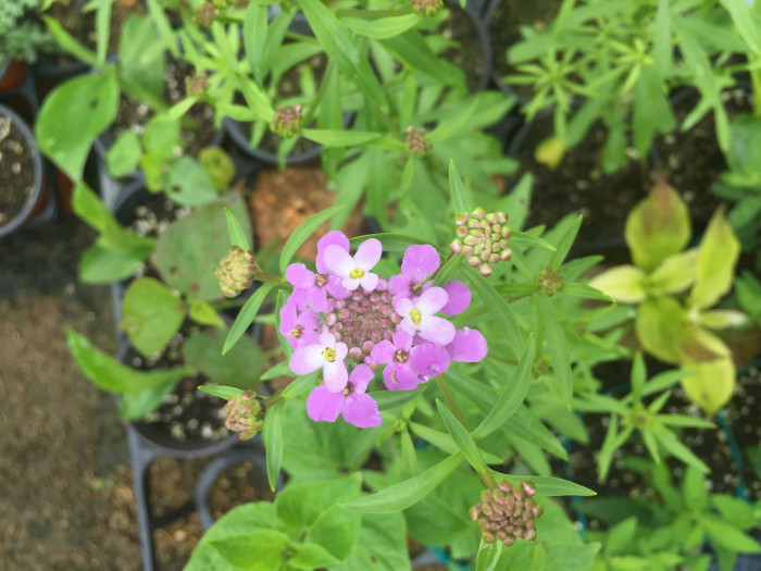 눈꽃 - Candytuft, Iberis sempervirens