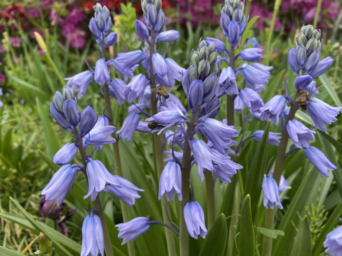 쉴라 - Scilla, Scilla spp.