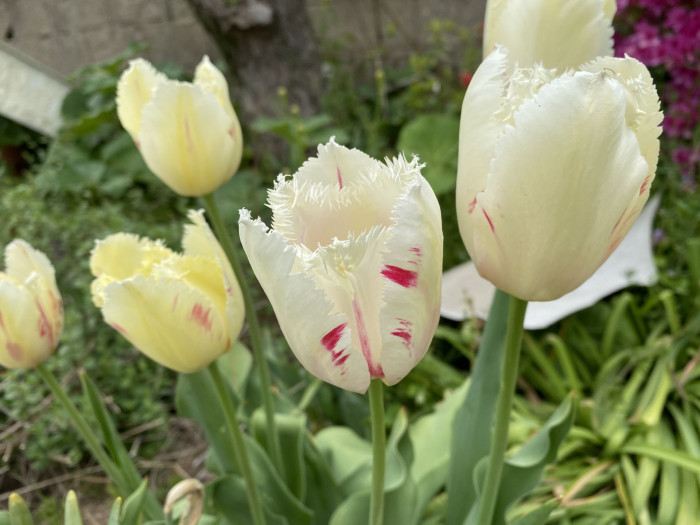 튤립 - Tulip, Tulipa gesneriana