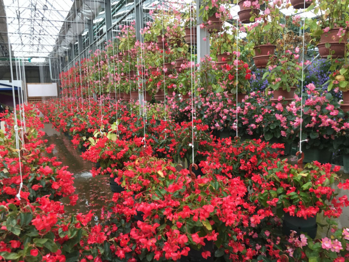 꽃베고니아 - Wax Begonias, Begonia semperflorens