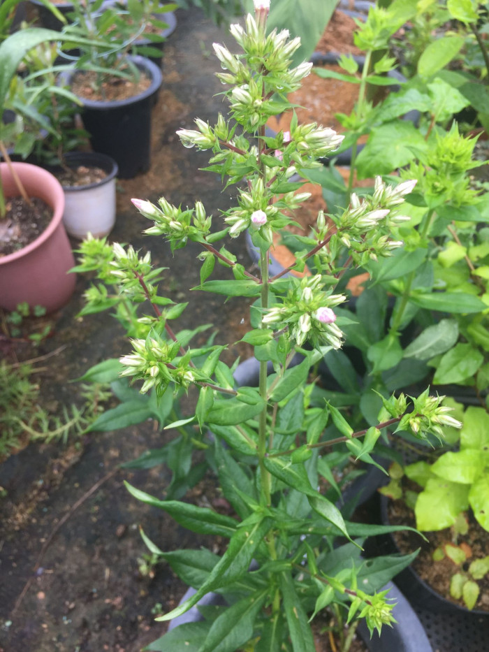 풀협죽도 - Phlox, Phlox paniculata