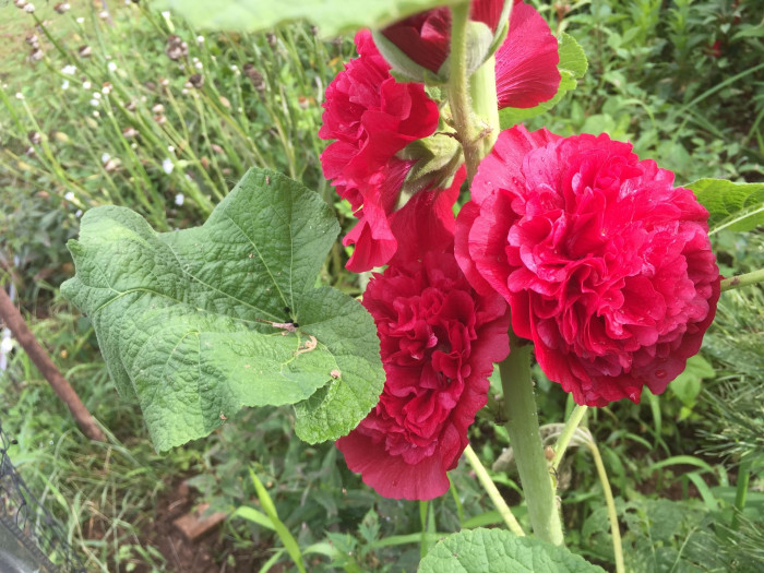 겹접시꽃 - Alcea rosea, Althaea rosea