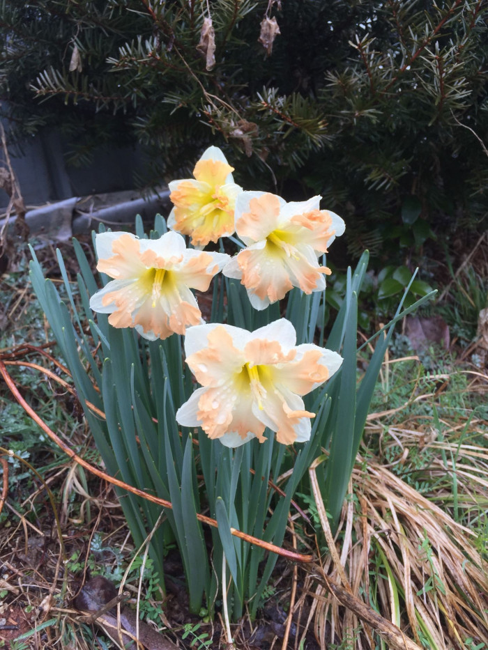 수선화 - daffodil, Narcissus tazetta var. chinensis