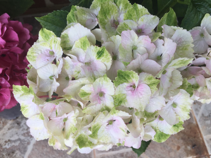 수국 - Hydrangea, Hydrangea macrophylla (Thunb.) Ser. for. otaksa (Siebold & Zucc.) E. H. Wilson