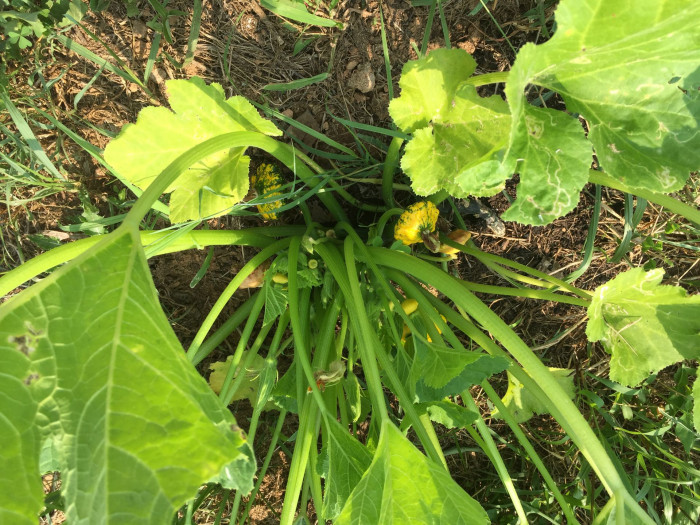 호박 - squash, Cucurbita moschata Duchesne