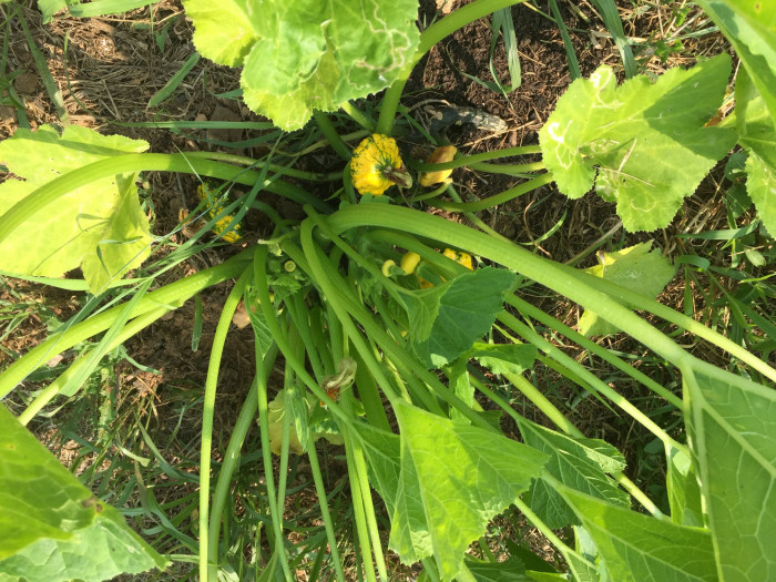 호박 - squash, Cucurbita moschata Duchesne