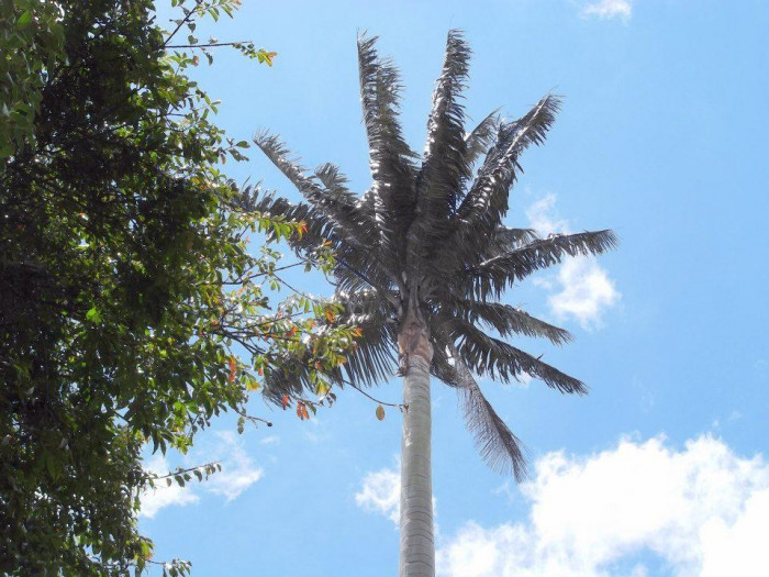Ceroxylon quindiuense