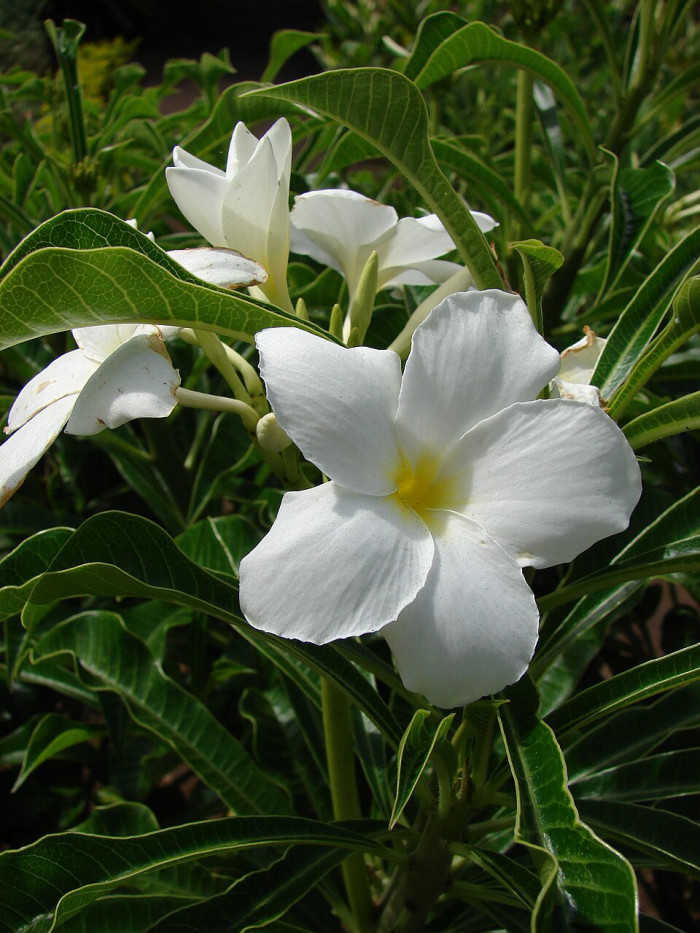 Plumeria pudica의 꽃