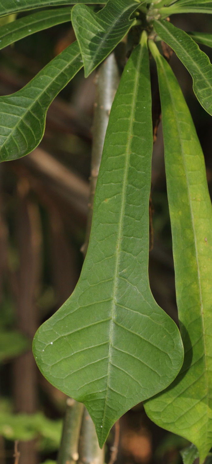 Plimeria pudica의 잎