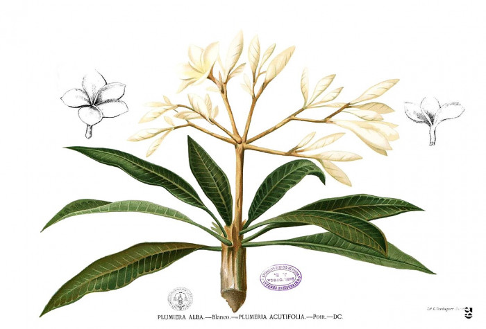 Plumeria alba 삽화
