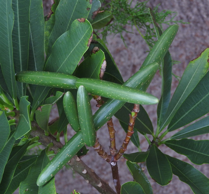 Plumeria obtusa의 여물지 않은 열매