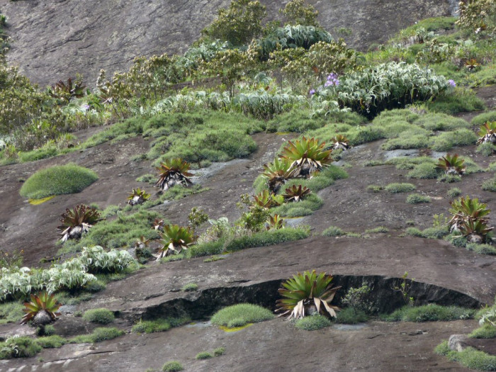 페트로폴리스, 브라질
