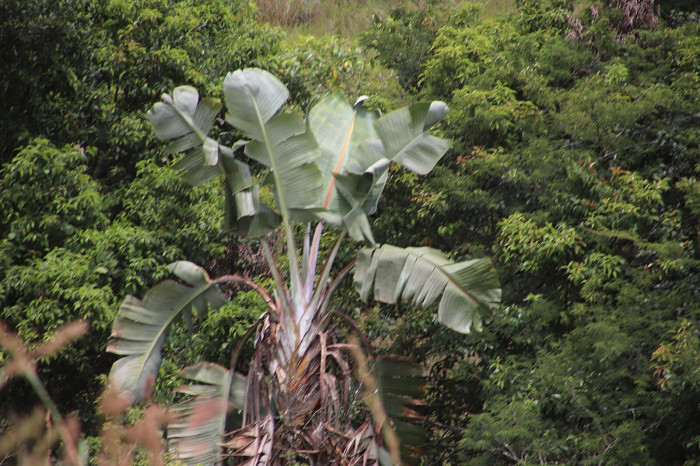 Strelitzia caudata