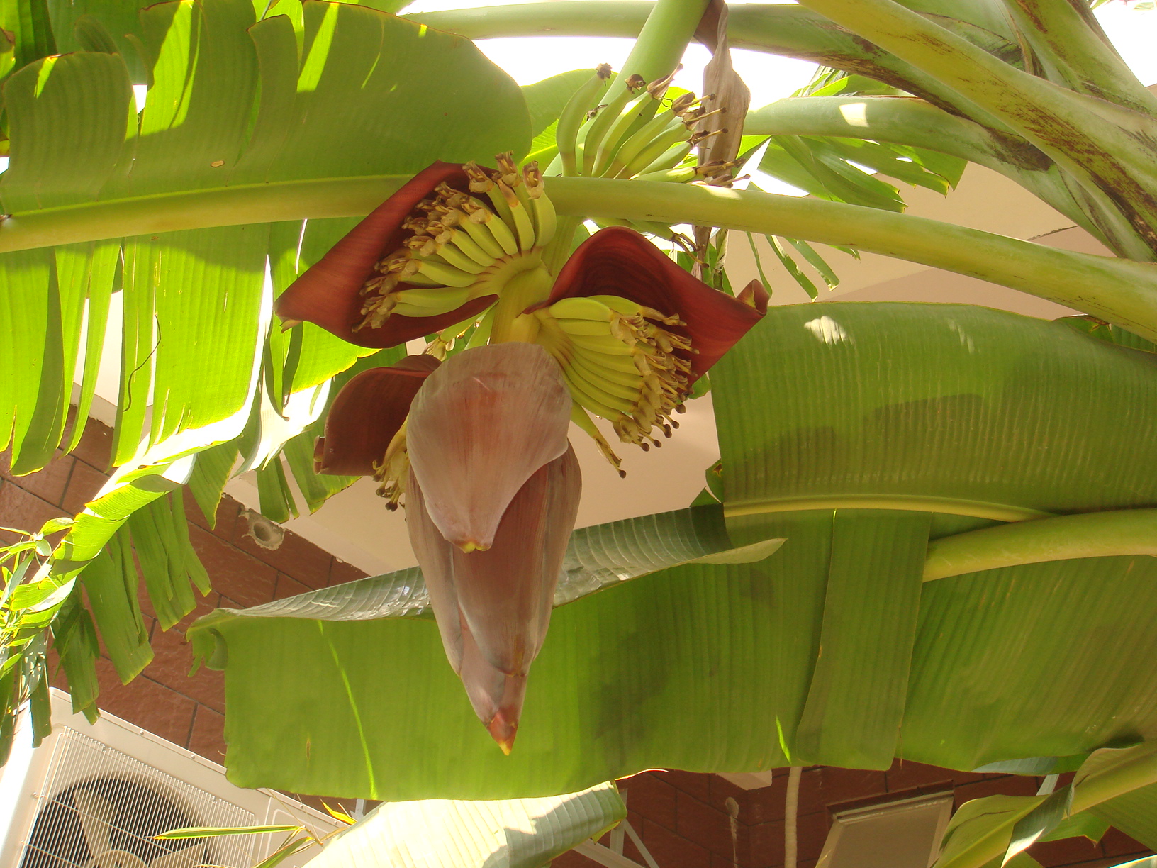 바나나나무 - Banana, Musa paradisiaca L.