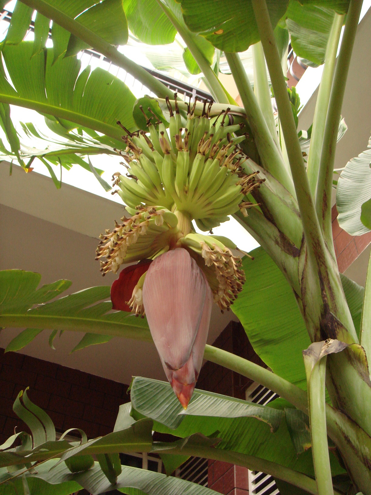 바나나나무 - Banana, Musa paradisiaca L.