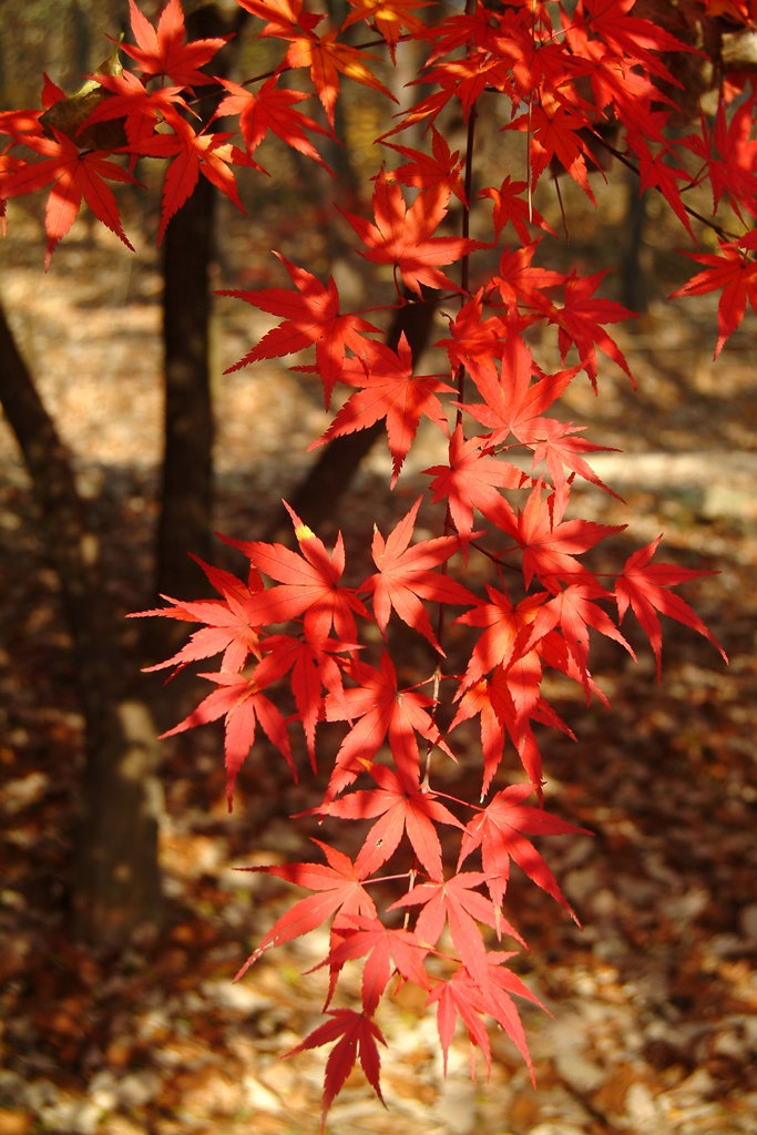단풍나무 - Acer palmatum Thunb. ex Murray, Acer palmatum Thunb. ex Murray