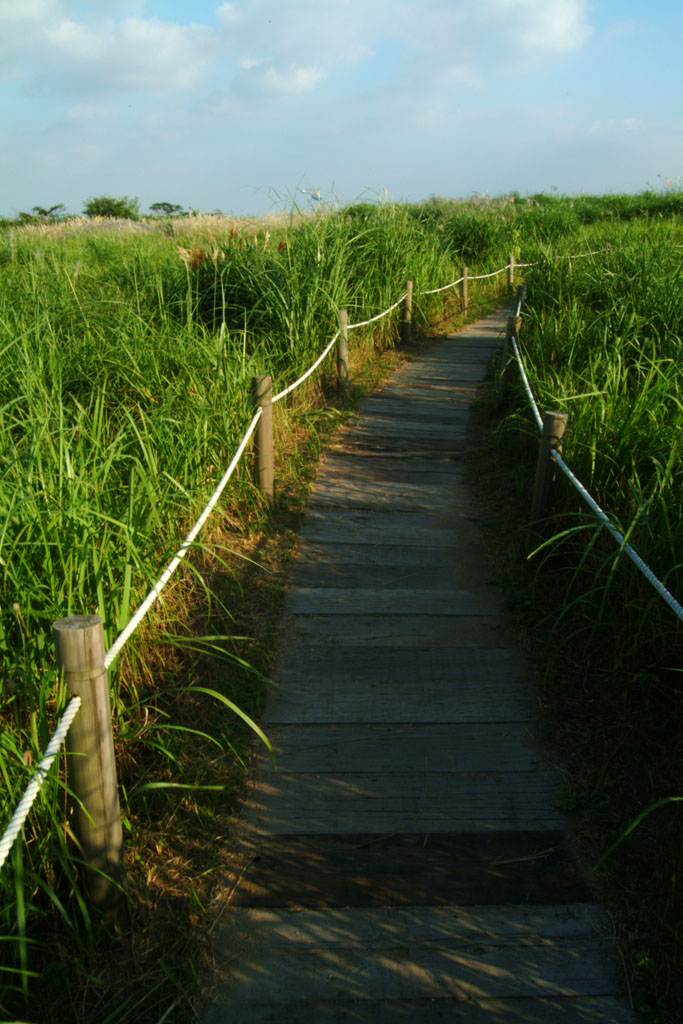 억새 - peder, Miscanthus sinensis var. purpurascens (Andersson) Rendle