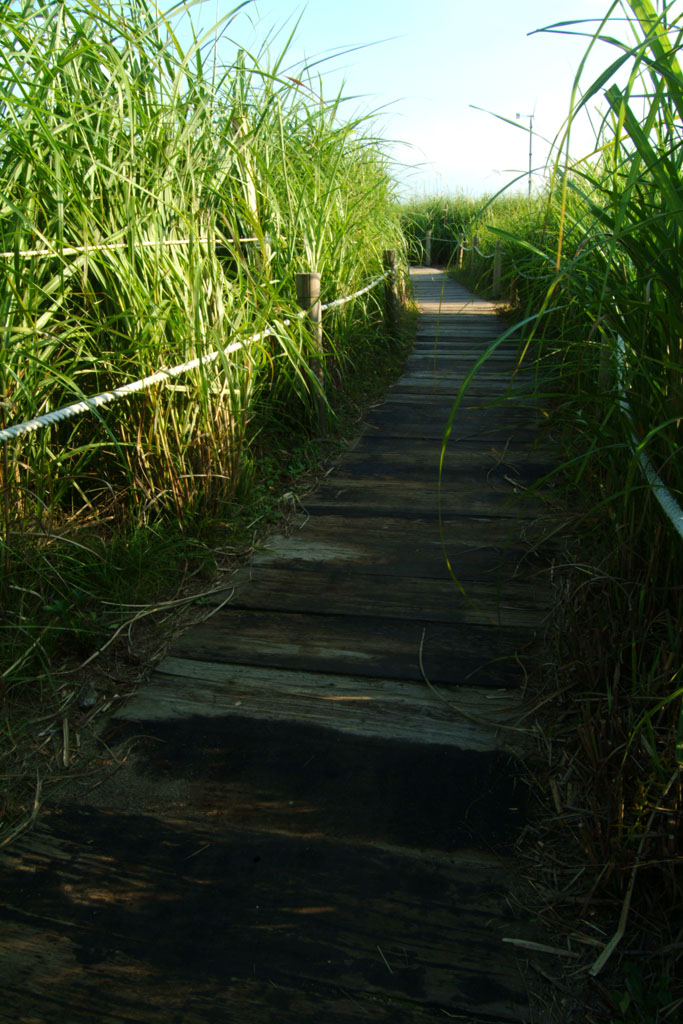 억새 - peder, Miscanthus sinensis var. purpurascens (Andersson) Rendle