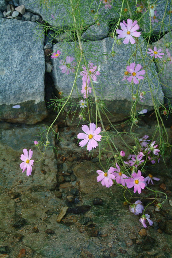 코스모스 - Browallia speciosa, Cosmos bipinnatus
